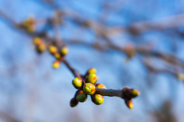 Cherry tree buds