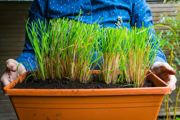 Homegrown aromatic herb