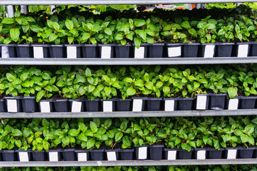Plants and flower seedlings