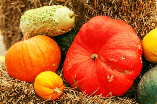 Colorful pumpkins collection on the autumn market, toned image