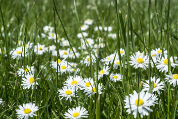 Daisies