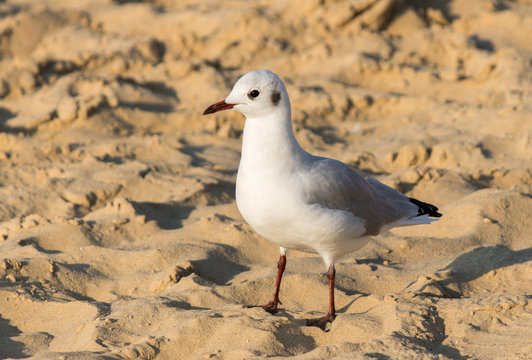 M&ouml;we im Portrait an der Nordsee