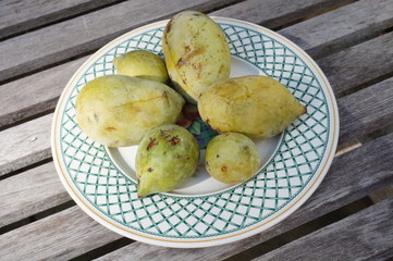 Freshly picked fruit of the common pawpaw (asimina triloba), also called custard apple
