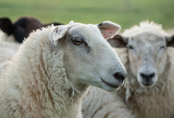 Schafherde im Deichvorland an der Nordsee
