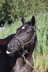 Black horse showing tonque