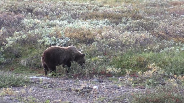 Grizzly Bear Eating Berries