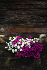 Fototapeta na wymiar White and violet flowers covering window of wooden log cabin