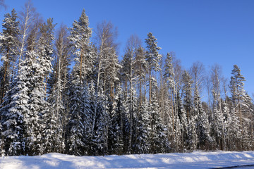 Trees in cold winter day and snow