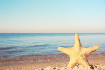 Naklejka na ściany i meble Sea star on beach