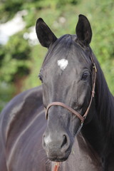 black horse portrait