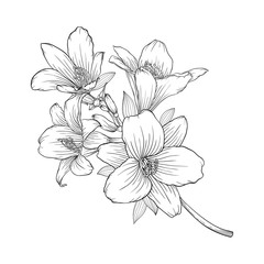 beautiful monochrome black and white bouquet lily isolated on background.