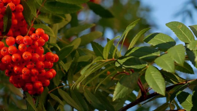 Rowan berries, Mountain ash tree with ripe berry