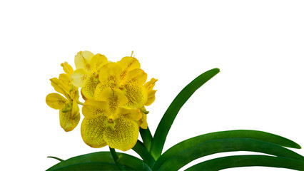 Beauty Orchid flower