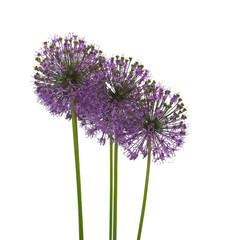 Pink Allium   isolated