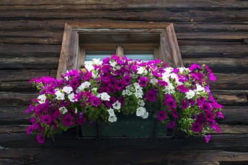 White and violet flowers covering window of wooden log cabin