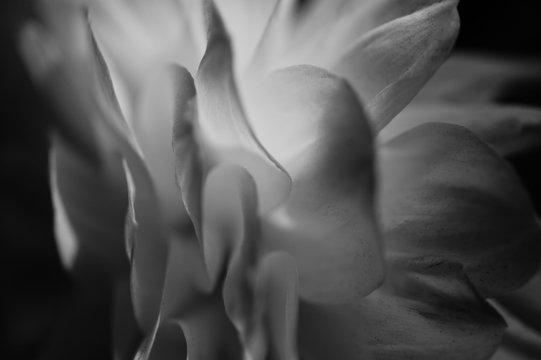 Soft focus black and white flower texture