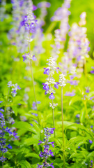 The background image of the colorful flowers