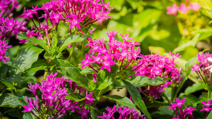 The background image of the colorful flowers