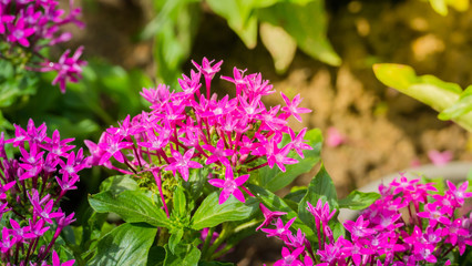 Fototapeta premium The background image of the colorful flowers