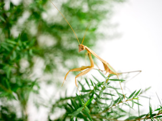 Mantis atop the grass