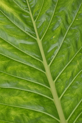 Large green leaf showing pale midrib and main veins with darker netted veins on bright green leaf surface.