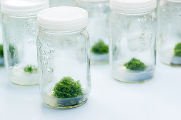 Experiment plant tissue culture in laboratory