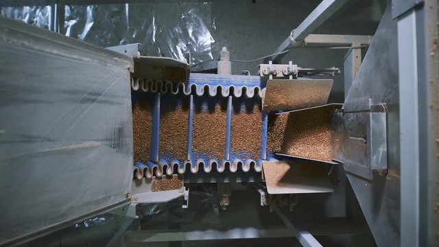 Food industry. Special automatic machine pours on the same portion of buckwheat.