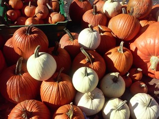 Pumpkins and squash
