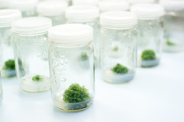 Experiment plant tissue culture in laboratory