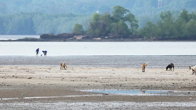 sea dogs on the sand island