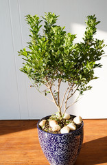 A pot of green indoor plants