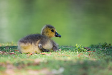 Baby goose resting in soft spring grass.  