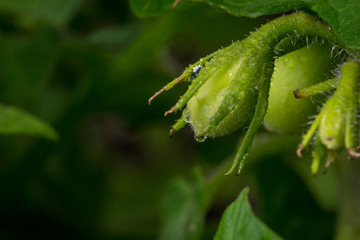 Young tomatoes on vine in backyard garden