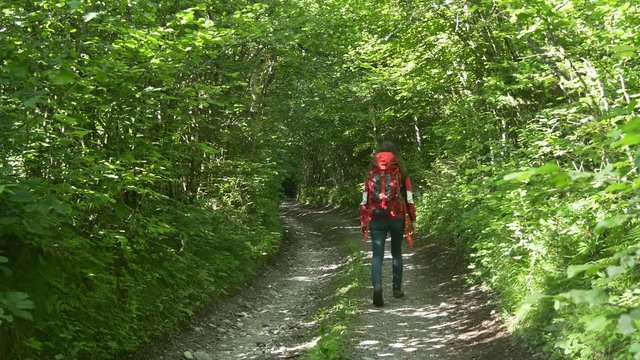 Trekking in forest. Woman walking on hiking trail