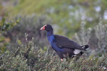 Adult purple swamphen (pukeko) Porphyrio porphyrio on top of bush.