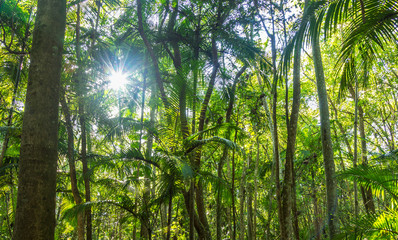 Fototapeta premium Floresta com palmeiras.