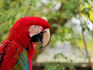 Hard day work - It seems that the parrot have a hard day. It needs a rest for a day.