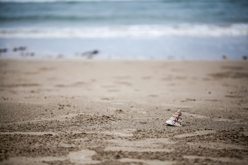 Shell on the beach