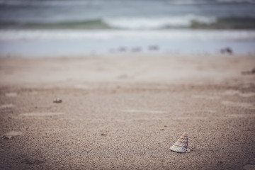 Shell on the beach