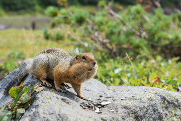 Naklejka na ściany i meble Arctic ground squirrel eating seeds on rock. Kamchatka.