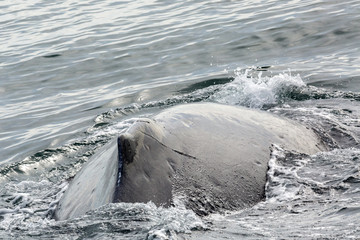 Fin on the back of humpback whale in Pacific Ocean. Water area near Kamchatka Peninsula.