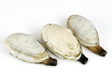 geoduck clam isolated on white background