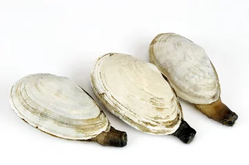 Papier Peint photo Crustacés geoduck clam isolated on white background