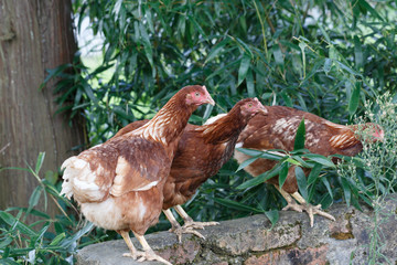 Three chicks in the wild