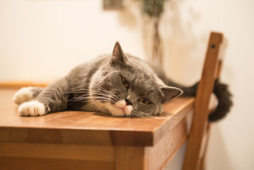 The gray cat lying on the table