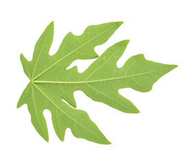Fototapeta premium Papaya leaf isolated on white background