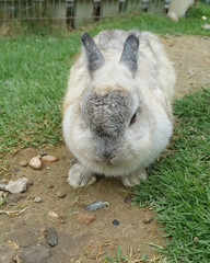 White and grey fluffy rabbit in the farm