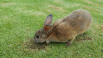 Brown rabbit on green grass