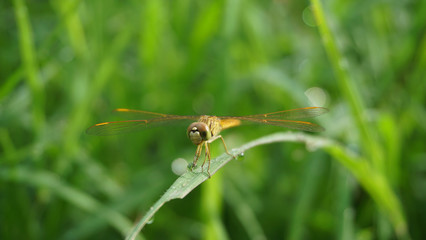 dragonfly on nature green bokeh background