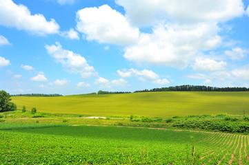 Fototapeta na wymiar Green Plantation Fields in Biei, Hokkaido, Japan
